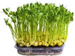 Hortus Semințe de mazăre Affyla pentru microgreens, 100 g