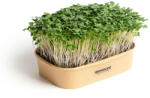 Microgreens Acasă microgreens kit de creștere broccoli Calabrese