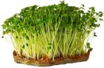 Hortus Semințe de ridiche Daikon pentru microgreens, 100 g