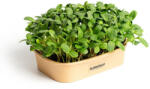 Microgreens Acasă Microgreens Kit de cultivare Floarea-soarelui