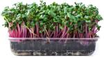 SEMO Ridiche Kvarta - semințe pentru microgreens, 100 g