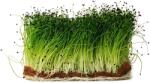 SEMO Ceapă Globo - semințe pentru microgreens, 100 g