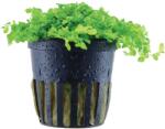 Tropica Micranthemum tweediei 'Monte Carlo' - 1 db
