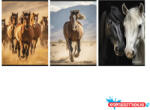 STREET Füzet vonalas STREET A/4 54 lapos Horses margóval
