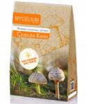 Mycelium Csuka Kánaó gomba Kánasza micélium XXL (Certyfikowana grzybnia Czubajka Kania)