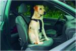 Beeztees Car Safety Harness S (kf-796132)
