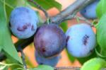Pom Fruct Prun Anna Spath (10 bucati) (PF)