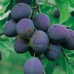 Pom Fruct Prun President (10 bucati) (PF)