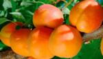 Pom Fruct Cais Farbaly (10 bucati) (PF)