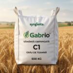 Syngenta Sămânță certificată grâu de toamnă GABRIO C1, tratată cu Celest Extra, Syngenta, Big Bag 500 kg (ART000721)