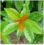  Babérmeggy - Prunus l. Antonius