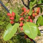  Pisztácia termős oltvány - Pistacia vera 'Kerman