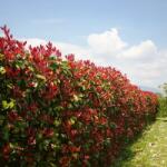 Dobosi Kertészet Korallberkenye - Photinia x fraserii Red Robin