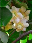 Dobosi Kertészet Kiwi porzó - Actinidia Deliciosa 'Tomuri