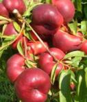Pom Fruct Nectarin Liana (fruct plat) (10 bucati) (PF)