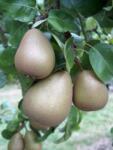 Pom Fruct Par Untoasa Hardy (10 bucati) (PF)