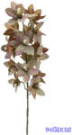  Pasztel színű cymbidium - Barna