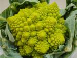  Romanesco karfiol - 1 darab