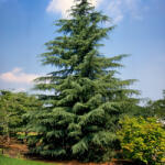  Cedru de Himalaya (Cedrus deodara) la ghiveci C1 (33017)
