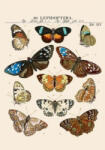  PICTURA Textured notebook A5 (25233) 96 lapos vonalas (3494150183411)