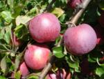 Pom Fruct Mar Florina (10 bucati) (PF)