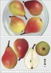Pom Fruct Par Favorita lui Clapp (10 bucati) (PF)