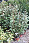 Plantstore Széles Levelű Ezüstfa Cserje 3l- Elaeagnus Ebbingei Compatta Bush