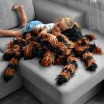 Mikamax Jucarie de plus paianjen tarantula