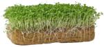 Hortus Lucernă - semințe pentru cultivarea microplantelor, 100 g