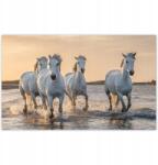 ZeSmakiem Fotótapéták 520x318 Vad lovak Wild Horses (H8236Z_TV5BC_520x318cm ODS)