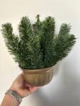  Mesterséges alátét kompozícióhoz , Gipszezett tál 15cm műtűvel, (misa-zlota-zestaw-m)