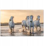 ZeSmakiem Fotótapéták 416x254 Vad lovak Wild Horses (H8236Y_TV5BE_416x254cm ODS)