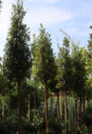 Plantstore Magyaltölgy Fa C. 10/12 Quercus Ilex