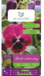 W. Legutko Panseluța Claret, roz-carmin