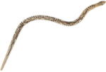 LG Imports Sarpe lemn 50cm LG Imports LG9498, educativ, interactiv, culoare natur (LG9498_Initiala)