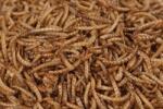 BALMAX Balmax, Szárított lisztharmat lárvák, lisztharmat, Mealworm, madáreledel, 5000g (501272)