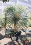 Plantstore Télálló Pálmaliliom 70 Cm-es Törzs- Yucca Rostrata