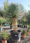Plantstore Télálló Pálmaliliom 55 Cm-es Törzs- Yucca Rostrata