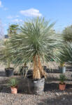 Plantstore Télálló Pálmaliliom 60 Cm-es Törzs- Yucca Rostrata - plantstore - 295 000 Ft