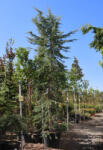 Plantstore Himalájai Cédrus 300/+ Cm 65l- Cedrus Deodara