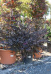 Plantstore Kínai Rojtosvirág Black Pearl 18l Gömb- Loropetalum Chinensis Black Pearl[r]