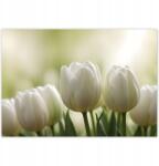 ZeSmakiem Fotótapéták 368x254 Fehér tulipánok (H10398M_TV5BF_368x254cm ODS)