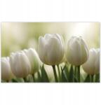 ZeSmakiem Fotótapéták 520x318 Fehér tulipánok (H10398Z_TV5BC_520x318cm ODS)