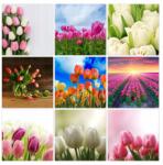 ZeSmakiem Poszter szett 9x 60x60 Mix Tulipán Virágok (FIX32M_PL9E_180x180cm)