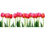 DIMEX ART Panorámás nem szőtt fotótapéta tulipánok 375 x 150 cm (MP-2-0126)