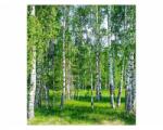 DIMEX ART Nem szőtt fotótapéta nyírfa liget 225 x 250 cm (MS-3-0100)