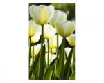 DIMEX ART Nem szőtt fotótapéta a falra fehér tulipán 150 x 250 cm (MS-2-0127)