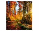 DIMEX ART Nem szőtt fotótapéta séta az erdőben 225 x 250 cm (MS-3-0065)