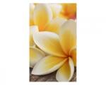 DIMEX ART Nem szőtt fotótapéta a falra plumeria 150 x 250 cm (MS-2-0140)