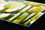 DIMEX ART Plexi a konyhapult mögött fehér tulipán - 240 x 60 cm (PGT-24060-009)